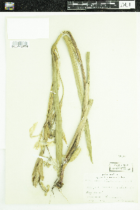 Iris pseudacorus image