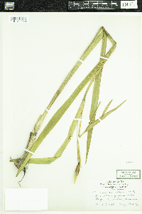 Iris pseudacorus image