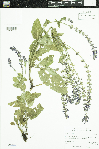 Salvia x sylvestris image
