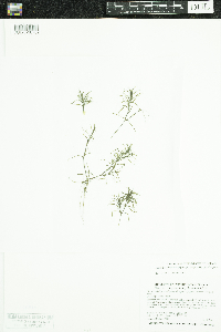 Najas guadalupensis subsp. guadalupensis image