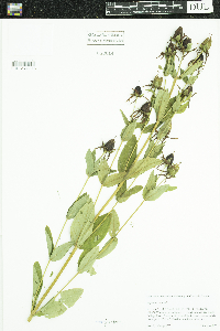 Hypericum ascyron image