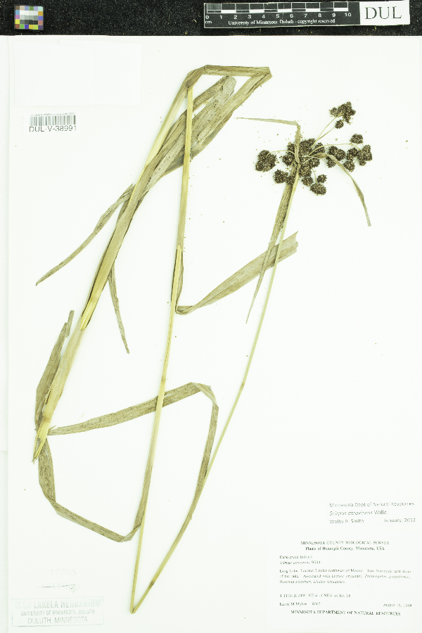 Scirpus atrovirens image