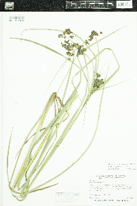 Scirpus cyperinus image