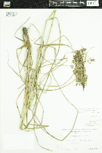 Scirpus cyperinus image