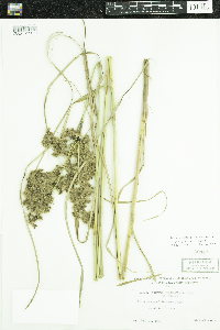 Scirpus cyperinus image