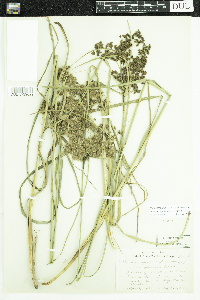 Scirpus cyperinus image