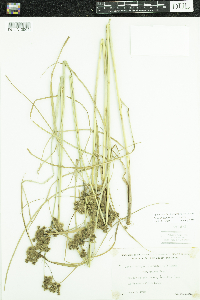 Scirpus cyperinus image