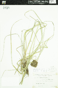 Scirpus cyperinus image