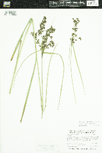 Scirpus cyperinus image