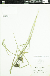 Scirpus cyperinus image
