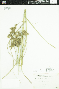 Scirpus cyperinus image