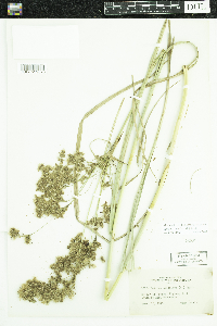 Scirpus cyperinus image