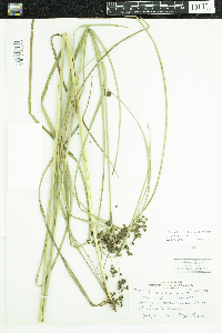 Scirpus cyperinus image