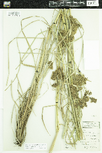 Scirpus cyperinus image