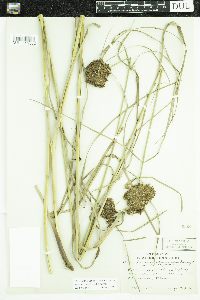 Scirpus cyperinus image