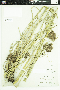 Scirpus cyperinus image