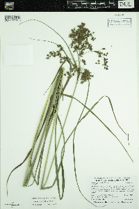 Scirpus cyperinus image