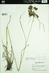 Scirpus cyperinus image