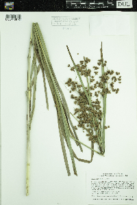 Scirpus cyperinus image