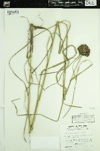 Scirpus cyperinus image