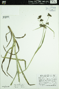Scirpus hattorianus image