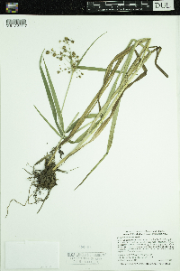 Scirpus hattorianus image