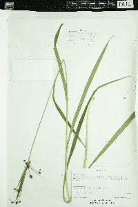 Scirpus hattorianus image