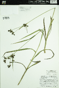 Scirpus hattorianus image