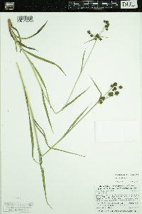 Scirpus hattorianus image