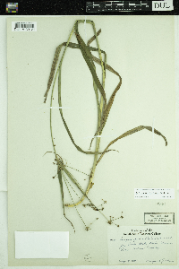 Scirpus hattorianus image