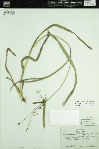 Scirpus hattorianus image