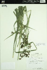 Scirpus hattorianus image