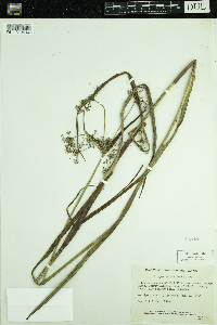 Scirpus microcarpus image