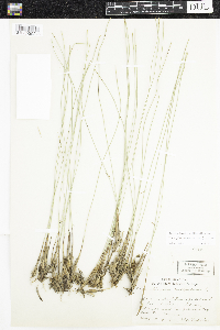 Trichophorum cespitosum image