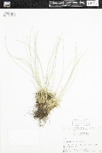 Trichophorum cespitosum image