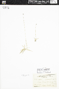 Eriocaulon aquaticum image