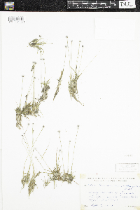 Eriocaulon aquaticum image