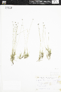 Eriocaulon aquaticum image