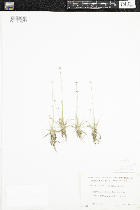 Eriocaulon aquaticum image