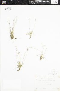 Eriocaulon aquaticum image