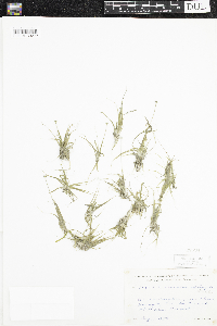 Eriocaulon aquaticum image