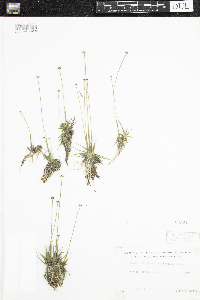 Eriocaulon aquaticum image