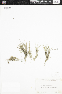 Eriocaulon aquaticum image