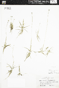 Eriocaulon aquaticum image