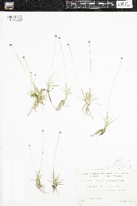 Eriocaulon aquaticum image