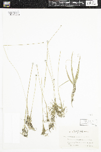 Eriocaulon aquaticum image