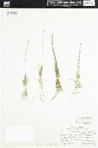 Eriocaulon aquaticum image