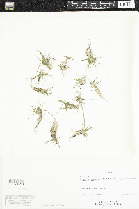 Eriocaulon aquaticum image