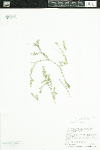 Elodea nuttallii image