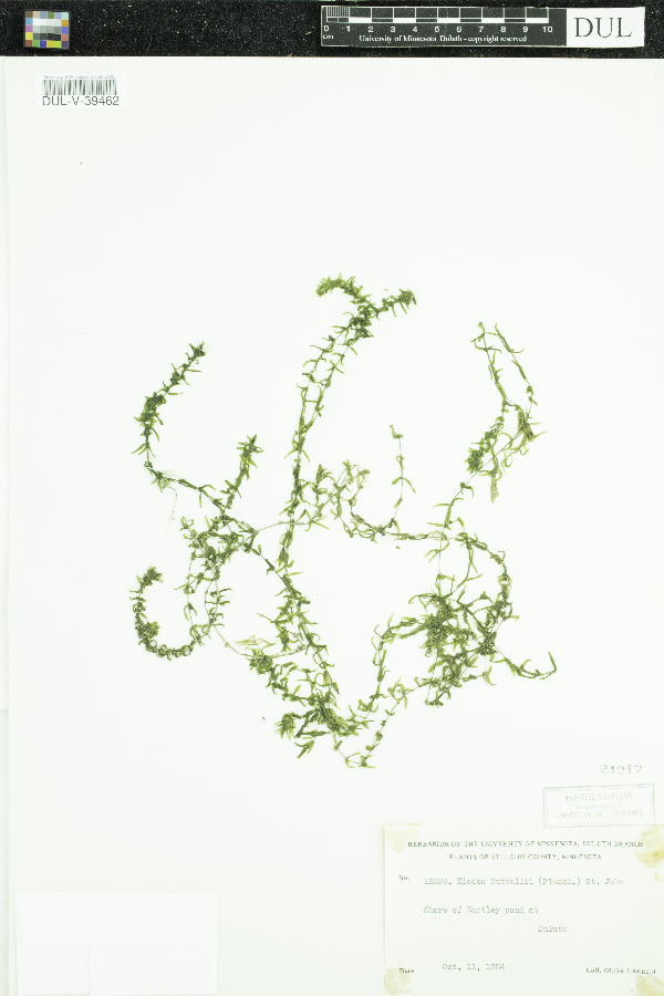 Elodea image